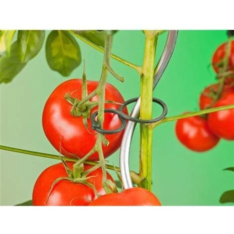 Nature Anneaux De Tuteurage Pour Tomates 2 Nature Anneaux De Tuteurage Pour Tomates – Image 2