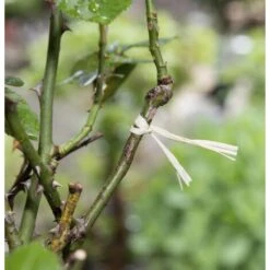 Sécateur De Greffage, Avec 2 Lames, Outils De Modification Et Un Sac De Rangement Gartenmeister -Terre Tendre Soldes Boutique 11193761 3