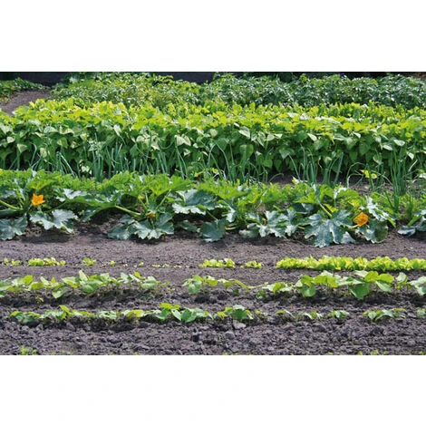 Semoir Super Seeder Avec 6 Disques De Semis Pour Légumes - Profondeur Réglable - 3 Distances De Semis Différentes Westfalia 2 Semoir Super Seeder Avec 6 Disques De Semis Pour Légumes - Profondeur Réglable - 3 Distances De Semis Différentes Westfalia – Image 2