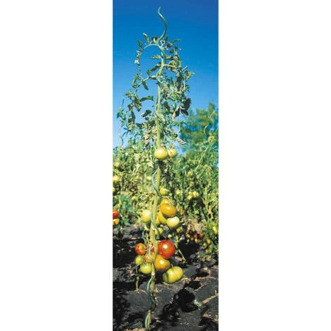 Lot 5 Tuteurs Spirales En Acier Vert 1,8m Werkapro 3 Lot 5 Tuteurs Spirales En Acier Vert 1,8m Werkapro – Image 3