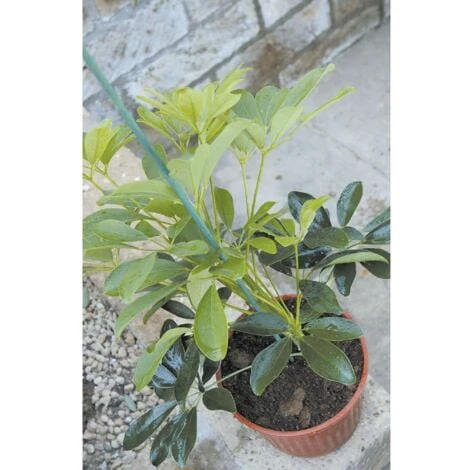 Tuteur Plastique 20 Pièces 2 Tuteur Plastique 20 Pièces – Image 2