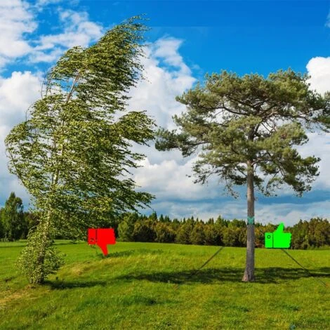 Lot 10 X Poteau En Bois, Tuteur D'arbre Avec Pointe De 200 Cm, Diamètre 3 Cm 4 Lot 10 X Poteau En Bois, Tuteur D'arbre Avec Pointe De 200 Cm, Diamètre 3 Cm – Image 4