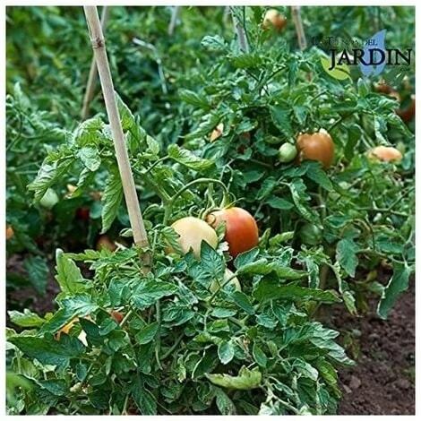 Lot 25 X Tuteurs En Bambou 180 Cm, 12-14 Mm. Tiges De Bambou, Canne De Bambou écologique Pour Maintenir Les Arbres, Les Plantes, 3 Lot 25 X Tuteurs En Bambou 180 Cm, 12-14 Mm. Tiges De Bambou, Canne De Bambou écologique Pour Maintenir Les Arbres, Les Plantes, – Image 3