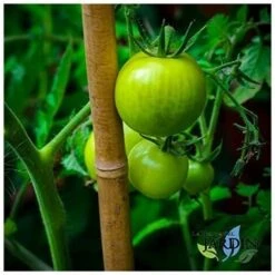 Lot 50 X Tuteurs En Bambou 180 Cm, 12-14 Mm. Tiges De Bambou, Canne De Bambou écologique Pour Maintenir Les Arbres, Les Plantes 9 Lot 50 X Tuteurs En Bambou 180 Cm, 12-14 Mm. Tiges De Bambou, Canne De Bambou écologique Pour Maintenir Les Arbres, Les Plantes -Terre Tendre Soldes Boutique 35228745 5