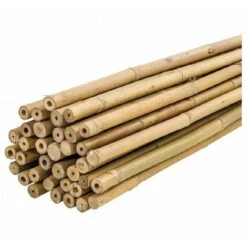 Plantawa Pack 50 Unités Tuteurs Bambou Naturel 60cm Pour Supporter Plantes
