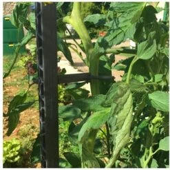 Mikado Tuteur Tomate - PACK 150 ANTHRACITE : 6 Tuteurs 150 Cm Et 24 Attaches 7 Mikado Tuteur Tomate - PACK 150 ANTHRACITE : 6 Tuteurs 150 Cm Et 24 Attaches -Terre Tendre Soldes Boutique 48888389 3