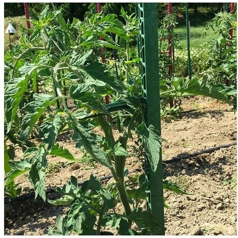Mikado Tuteur Tomate - PACK 180 VERT JARDIN : 6 Tuteurs 180 Cm Et 24 Attaches 3 Mikado Tuteur Tomate - PACK 180 VERT JARDIN : 6 Tuteurs 180 Cm Et 24 Attaches – Image 3