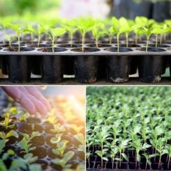 Plaques De Culture De 72 Cellules Bac à Semis Mini Serre Pour Semis Plateau De Germination Pour Emarrage Et Croissance Semence Macaron 8 Plaques De Culture De 72 Cellules Bac à Semis Mini Serre Pour Semis Plateau De Germination Pour Emarrage Et Croissance Semence Macaron -Terre Tendre Soldes Boutique 51376809 4