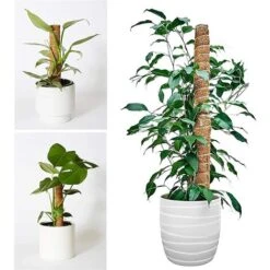 Tuteur Plante, 2 Pièces 41CM Support Plante Grimpante Tuteur Coco Pour Plante Monstera Maison Jardin Avec Twist 20 Meter Pour Soutenir Les Plantes 8 Tuteur Plante, 2 Pièces 41CM Support Plante Grimpante Tuteur Coco Pour Plante Monstera Maison Jardin Avec Twist 20 Meter Pour Soutenir Les Plantes -Terre Tendre Soldes Boutique 53560845 4