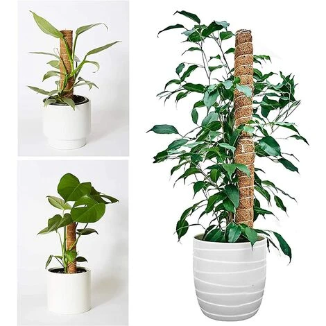 Tuteur Plante, 2 Pièces 41CM Support Plante Grimpante Tuteur Coco Pour Plante Monstera Maison Jardin Avec Twist 20 Meter Pour Soutenir Les Plantes 5 Tuteur Plante, 2 Pièces 41CM Support Plante Grimpante Tuteur Coco Pour Plante Monstera Maison Jardin Avec Twist 20 Meter Pour Soutenir Les Plantes – Image 5