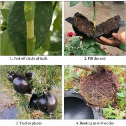 Boule Propagation 6 Pièces Boîte Enracinement Plantes Dispositif Racine Plante Boule Croissance Boîte Dispositif Enracinement Plantes Pour La Multiplication Des Plantes Greffage Formation De Racines，S -Terre Tendre Soldes Boutique 54459955 3