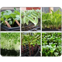 Lot De 5 Mini Serre Pour Semis Bac à Semis De 24 Trous Avec Couvercle Pour Semis Et Germination -Terre Tendre Soldes Boutique 55495836 5