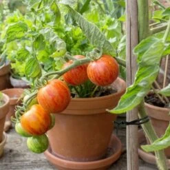 100m Fil De Fer Jardin Cravate,de Jardin Douce, Fil Jardinage Cravate Végétale Torsadée, Fil Plastifié Avec Couteaux, 100 Mètres 1 Rouleau Le Noir(avec Ciseaux) 9 100m Fil De Fer Jardin Cravate,de Jardin Douce, Fil Jardinage Cravate Végétale Torsadée, Fil Plastifié Avec Couteaux, 100 Mètres 1 Rouleau Le Noir(avec Ciseaux) -Terre Tendre Soldes Boutique 57021223 5