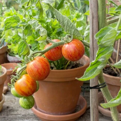 100m Fil De Fer Jardin Cravate,de Jardin Douce, Fil Jardinage Cravate Végétale Torsadée, Fil Plastifié Avec Couteaux, 100 Mètres 1 Rouleau Le Noir(avec Ciseaux) 5 100m Fil De Fer Jardin Cravate,de Jardin Douce, Fil Jardinage Cravate Végétale Torsadée, Fil Plastifié Avec Couteaux, 100 Mètres 1 Rouleau Le Noir(avec Ciseaux) – Image 5