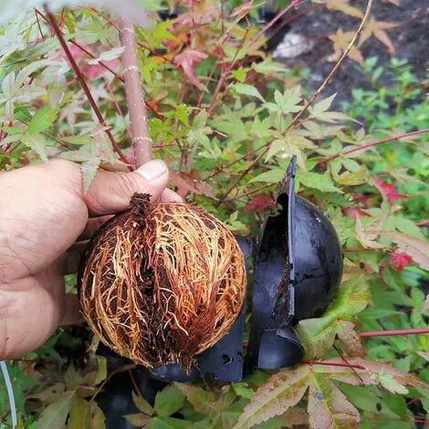 DENUOTOP Boîte De Croissance,3pcs Dispositif D'enracinement Des Plantes, Boîte De Croissance,Réutilisable Usine Enracinement Dispositif Balle D'enracinement Pour La Croissance Rapide Racine Blanc 4 DENUOTOP Boîte De Croissance,3pcs Dispositif D'enracinement Des Plantes, Boîte De Croissance,Réutilisable Usine Enracinement Dispositif Balle D'enracinement Pour La Croissance Rapide Racine Blanc – Image 4