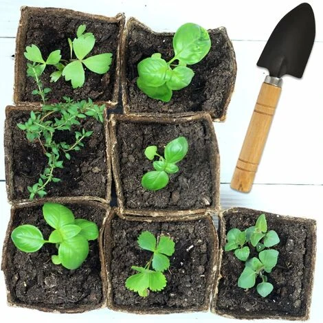Lot De 50 Pot Semis Biodegradable, 8x8 Cm Pots De Culture Avec 50pcs Etiquette Plante, Pots De Semis, Godet De Semis Pour Graines, Semis, Germer (8x8 Cm) 2 Lot De 50 Pot Semis Biodegradable, 8x8 Cm Pots De Culture Avec 50pcs Etiquette Plante, Pots De Semis, Godet De Semis Pour Graines, Semis, Germer (8x8 Cm) – Image 2