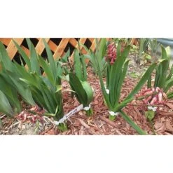 200 Étiquettes En Plastique Blanches Pour Plantes Et Arbres Pour Accrocher 2 X 20 Cm Avec Grande Surface D'écriture Blanc -Terre Tendre Soldes Boutique 78387954 5