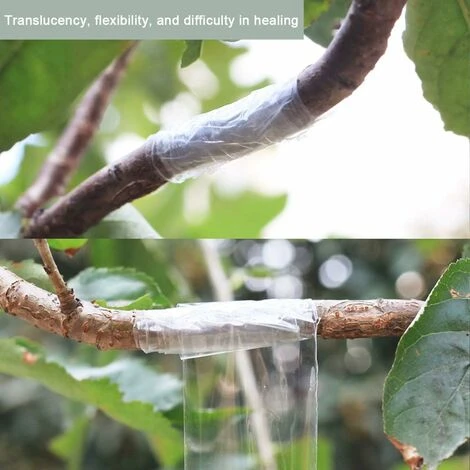 2 Pièces Ruban De Greffe, 100m X 3cm Auto-Adhésif Pepiniere Greffage Ruban Biodegradable Etirable Ruban De Film Pour Réparation De Plante, Greffage Arbres Fruit Fleur Légume, Clair 2 2 Pièces Ruban De Greffe, 100m X 3cm Auto-Adhésif Pepiniere Greffage Ruban Biodegradable Etirable Ruban De Film Pour Réparation De Plante, Greffage Arbres Fruit Fleur Légume, Clair – Image 2