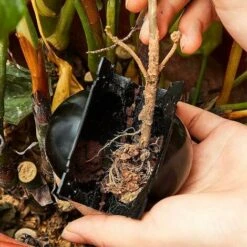 15 Pièces Boule De Propagation De Boîte D'Enracinement Des Plantes, Boîte De Greffe Boîte De Balle De Propagation à Haute Pression Dispositif D'Enracinement Des Plantes (l+m+s, Noir) -Terre Tendre Soldes Boutique 80299749 4