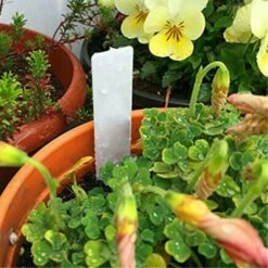 RHAFAYRE Lot De 200 étiquettes En Plastique Pour Plantes De Jardin, étiquettes étanches De 5 X 1 Cm, étiquettes De Graines Pour Plantes D'extérieur, Fleurs En Pot,blanc 8 RHAFAYRE Lot De 200 étiquettes En Plastique Pour Plantes De Jardin, étiquettes étanches De 5 X 1 Cm, étiquettes De Graines Pour Plantes D'extérieur, Fleurs En Pot,blanc -Terre Tendre Soldes Boutique 80300614 4