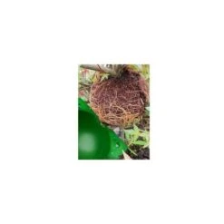 14 Pièces Boule De Propagation De Boîte D'Enracinement Des Plantes, Boîte De Greffe Dispositif D'Enracinement Des Plantes De Boîte De Balle De Propagation à Haute Pression (L+M+S, Vert) -Terre Tendre Soldes Boutique 81067085 5