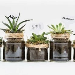 Aunrtb 300 PCS En Plastique T-Type Plant Étiquettes Jardin Pépinière Étiquettes Plant Étiquettes 6x10 CM 9 Aunrtb 300 PCS En Plastique T-Type Plant Étiquettes Jardin Pépinière Étiquettes Plant Étiquettes 6x10 CM -Terre Tendre Soldes Boutique 83038908 5