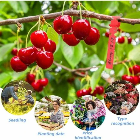Etiquette, 600 Pièces Étiquettes De Plantes En Plastique, Etiquette De Jardin Imperméables Et Réutilisable, 2x21cm Marqueur Pépinière, Étiquettes Suspendues Pour Semis, Jardinage, Décor De Jardin,Supe 4 Etiquette, 600 Pièces Étiquettes De Plantes En Plastique, Etiquette De Jardin Imperméables Et Réutilisable, 2x21cm Marqueur Pépinière, Étiquettes Suspendues Pour Semis, Jardinage, Décor De Jardin,Supe – Image 4