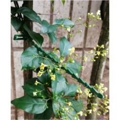 Lot De 60 Attaches Réglables Pour Plantes Vertes - 23 Cm - Polyvalentes - Robustes - En Plastique - Pour Le Jardin, Les Plantes, Les Arbres -Terre Tendre Soldes Boutique 90716922 5