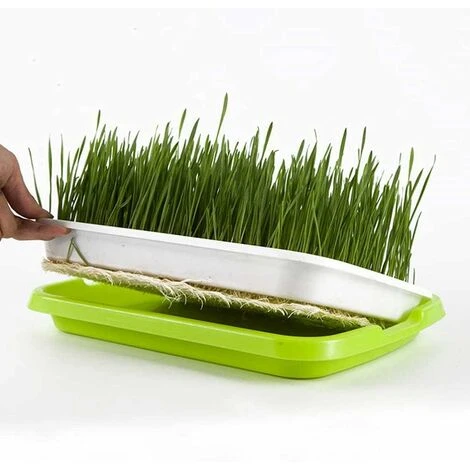 5 Pièces Plateau De Germination, Bac à Semis, Plateau Semis, Plateau De Propagateur De Graines, Germinateur, Pour La Plantation Germes Soja Et Germes Haricot Mungo 2 5 Pièces Plateau De Germination, Bac à Semis, Plateau Semis, Plateau De Propagateur De Graines, Germinateur, Pour La Plantation Germes Soja Et Germes Haricot Mungo – Image 2