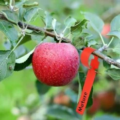 étiquettes De Plantes De Jardin 300 Pièces, Etiquette Arbre Fruitier étiquette Semis Plastique Couleur étiquette Jardinage Marqueur De Jardin Etiquette Potager Reutilisable -Terre Tendre Soldes Boutique 90718026 5