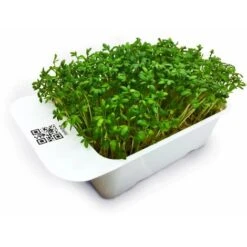 LeafLearn Capsules - Microgreens Cresson MLL0001