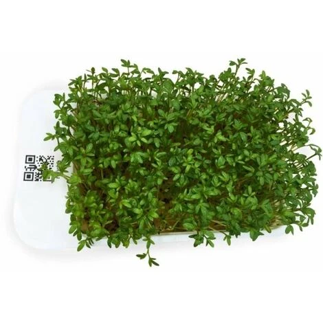 LeafLearn Capsules - Microgreens Cresson MLL0001 2 LeafLearn Capsules - Microgreens Cresson MLL0001 – Image 2