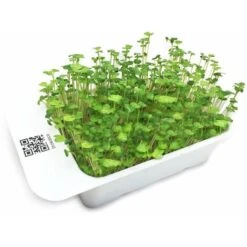 LeafLearn Capsules - Microgreens Brocoli MLL0007