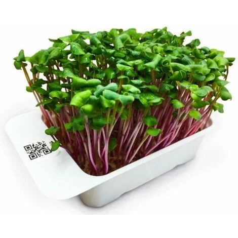 LeafLearn Capsules - Microgreens Radis Rose De Chine MLL0003 1 LeafLearn Capsules - Microgreens Radis Rose De Chine MLL0003