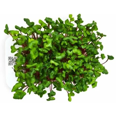 LeafLearn Capsules - Microgreens Radis Rose De Chine MLL0003 2 LeafLearn Capsules - Microgreens Radis Rose De Chine MLL0003 – Image 2