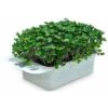 LeafLearn Capsules - Microgreens Chou-rave MLL0010