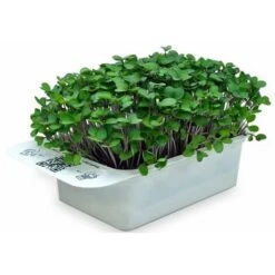 LeafLearn Capsules - Microgreens Chou-rave MLL0010