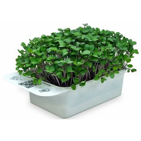 LeafLearn Capsules - Microgreens Chou-rave MLL0010 1 LeafLearn Capsules - Microgreens Chou-rave MLL0010