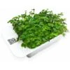 LeafLearn Capsules - Microgreens Moutarde MLL0004
