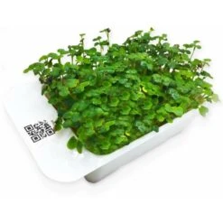 LeafLearn Capsules - Microgreens Moutarde MLL0004