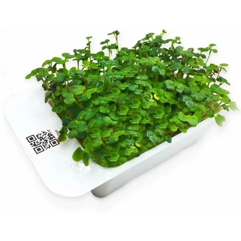 LeafLearn Capsules - Microgreens Moutarde MLL0004 1 LeafLearn Capsules - Microgreens Moutarde MLL0004