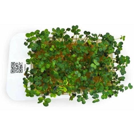 LeafLearn Capsules - Microgreens Moutarde MLL0004 2 LeafLearn Capsules - Microgreens Moutarde MLL0004 – Image 2