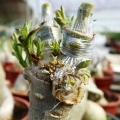 Set De 3 Rouleaux De Ruban De Greffe D'arbres Fruitiers, Fournitures De Pépinière, Outils De Greffe, 120 M (3 Rouleaux Blancs) -Terre Tendre Soldes Boutique 94926770 4