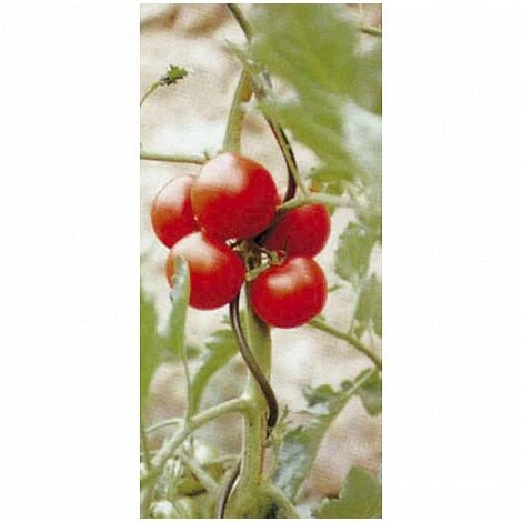 SUPPORT SPIRALE 180CM POUR TOMATES 2 SUPPORT SPIRALE 180CM POUR TOMATES – Image 2