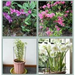 10x Tuteurs Pour Plantes, Piquets Verts Demi-Ronds Support Plantes Plante,Aidez Vos à Pousser - Anneau De Plante Pieux Hortensias,Pivoines,Plantes Vivaces(25cmx40cm), 25x40cm-10 Paquets 9 10x Tuteurs Pour Plantes, Piquets Verts Demi-Ronds Support Plantes Plante,Aidez Vos à Pousser - Anneau De Plante Pieux Hortensias,Pivoines,Plantes Vivaces(25cmx40cm), 25x40cm-10 Paquets -Terre Tendre Soldes Boutique 95824484 5