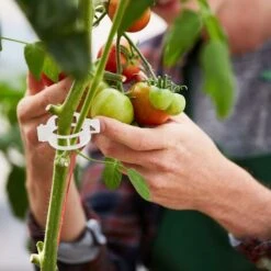 100 Pièces Clips De Support De Plantes, Clips Pour Les Légumes, Pinces à Plantes En Plastique, Clips De Fixation Pour Plantes De Jardin, Clip Pour Tomates, Plants De Vignes, Légumes, Blanc H151 -Terre Tendre Soldes Boutique 95979765 5