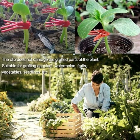 Tuteur Pour Végétaux Clips De Support Pour Plantes En Plastique, 50 Pièces, Pinces Pour Plantes Suspendues, Vigne, Jardin, Serre, Légumes, Tomates, Clip De Greffage De Jardin Durable Et Utile-A 2 Tuteur Pour Végétaux Clips De Support Pour Plantes En Plastique, 50 Pièces, Pinces Pour Plantes Suspendues, Vigne, Jardin, Serre, Légumes, Tomates, Clip De Greffage De Jardin Durable Et Utile-A – Image 2