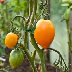 Lot De 100 Clips De Support Pour Plantes, Clips De Support De Jardin, Clips De Jardin, Vigne, Vigne De Tomate, Légumes, Plantes, Treillis Pour Pousser à La Verticale, Rend Les Plantes Plus Saines. -Terre Tendre Soldes Boutique 97640974 4