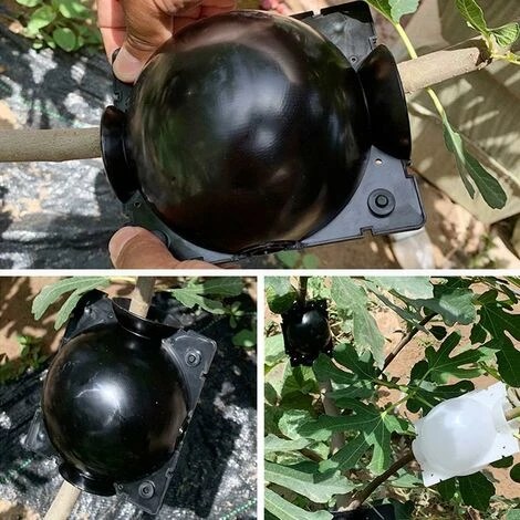 Enracinement Des Plantes Coupe Assistée Par Balle Boîte D'enracinement 10Pcs Dispositif D'enracinement Des Plantes Boutures Haute Pression Enracinement Boule De Propagation Boîte (S) 4 Enracinement Des Plantes Coupe Assistée Par Balle Boîte D'enracinement 10Pcs Dispositif D'enracinement Des Plantes Boutures Haute Pression Enracinement Boule De Propagation Boîte (S) – Image 4